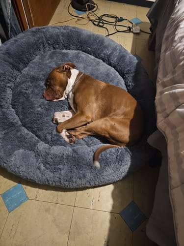 Customer photo review of Cama Antiestrés para Perros