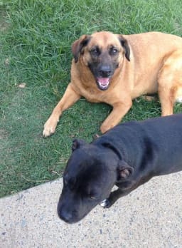 Customer photo review of k9 Plaque Away Dental Topper + scoop