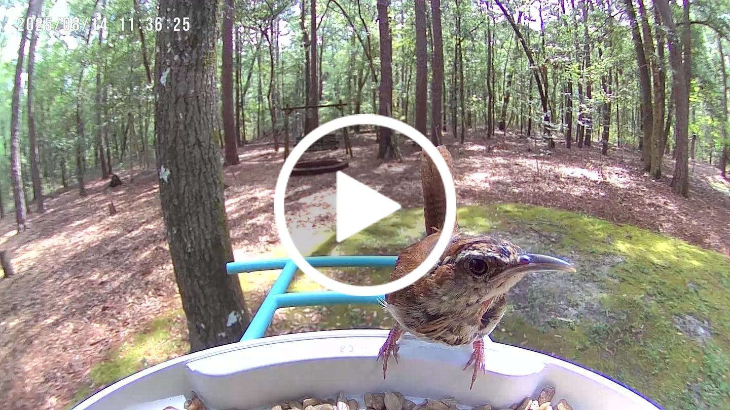 Customer video review of Birdfy Feeder with Solar Panel - Solar-Powered Smart Bird Feeder with Camera