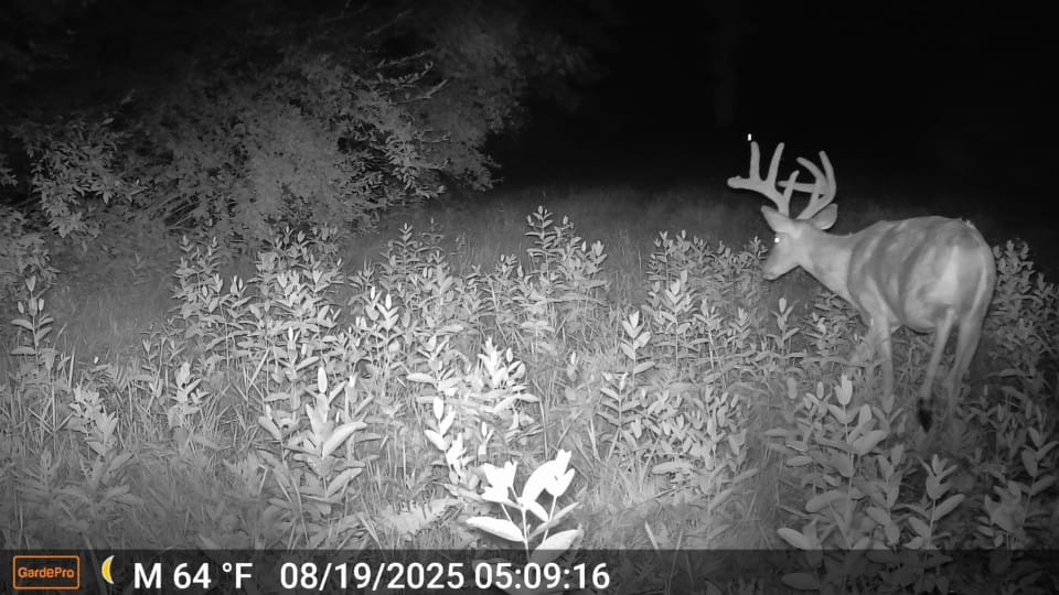 Customer photo review of GardePro X60P Live Max (Cellular)