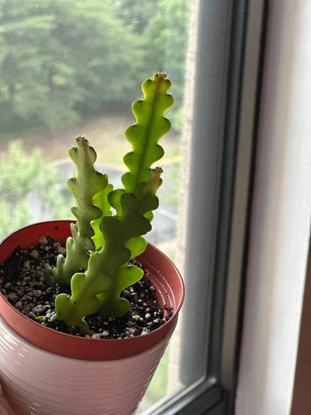 Customer photo review of Epiphyllum 'Ric Rac' Cactus
