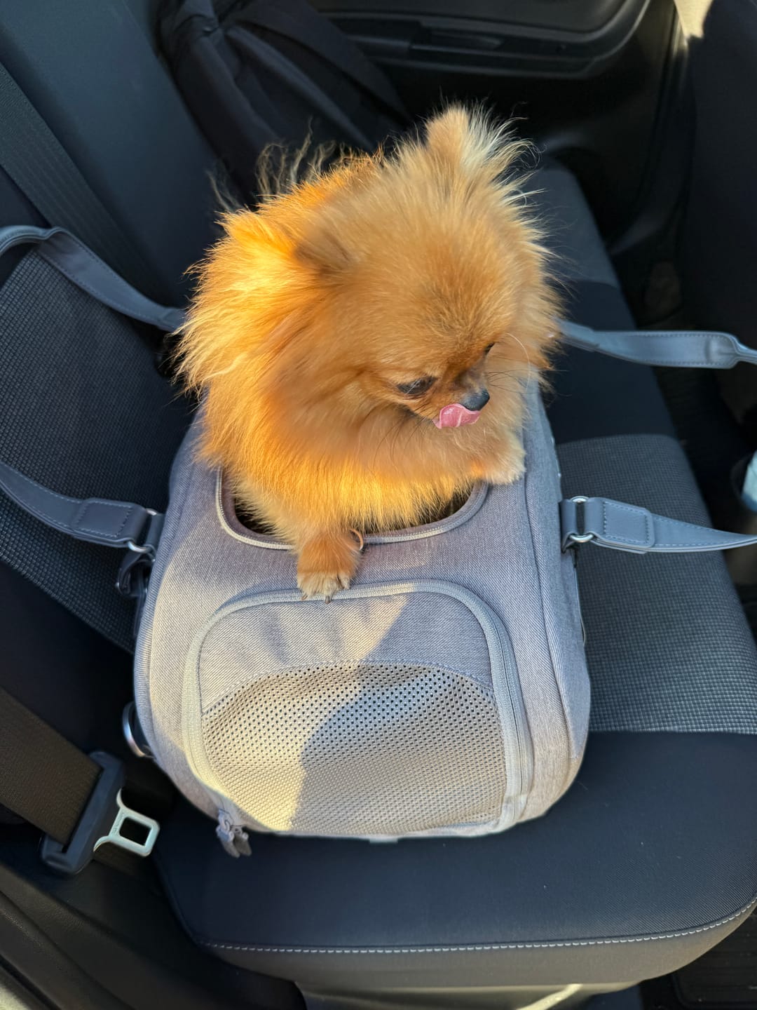 Customer photo review of Dupree - Lentoyhtiön hyväksymä lemmikkien käsimatkatavara-istuin