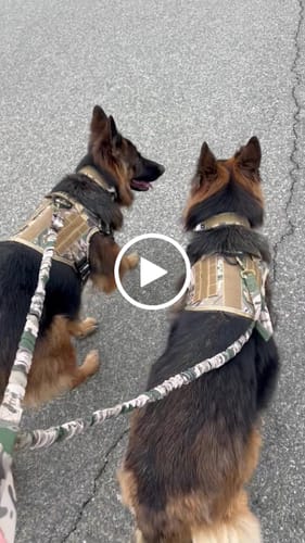 Customer video review of NEW Upgraded Tactical No-Pull Team K9™ Dog Harness with 4 Quick-Release Metal Buckles, Reinforced Front & Back D-Rings, Hook & Loop Panels, Adjustable Straps, Reflective Strips, & Top Handle