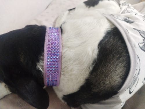 Customer photo review of Collar DeLuxe Lila