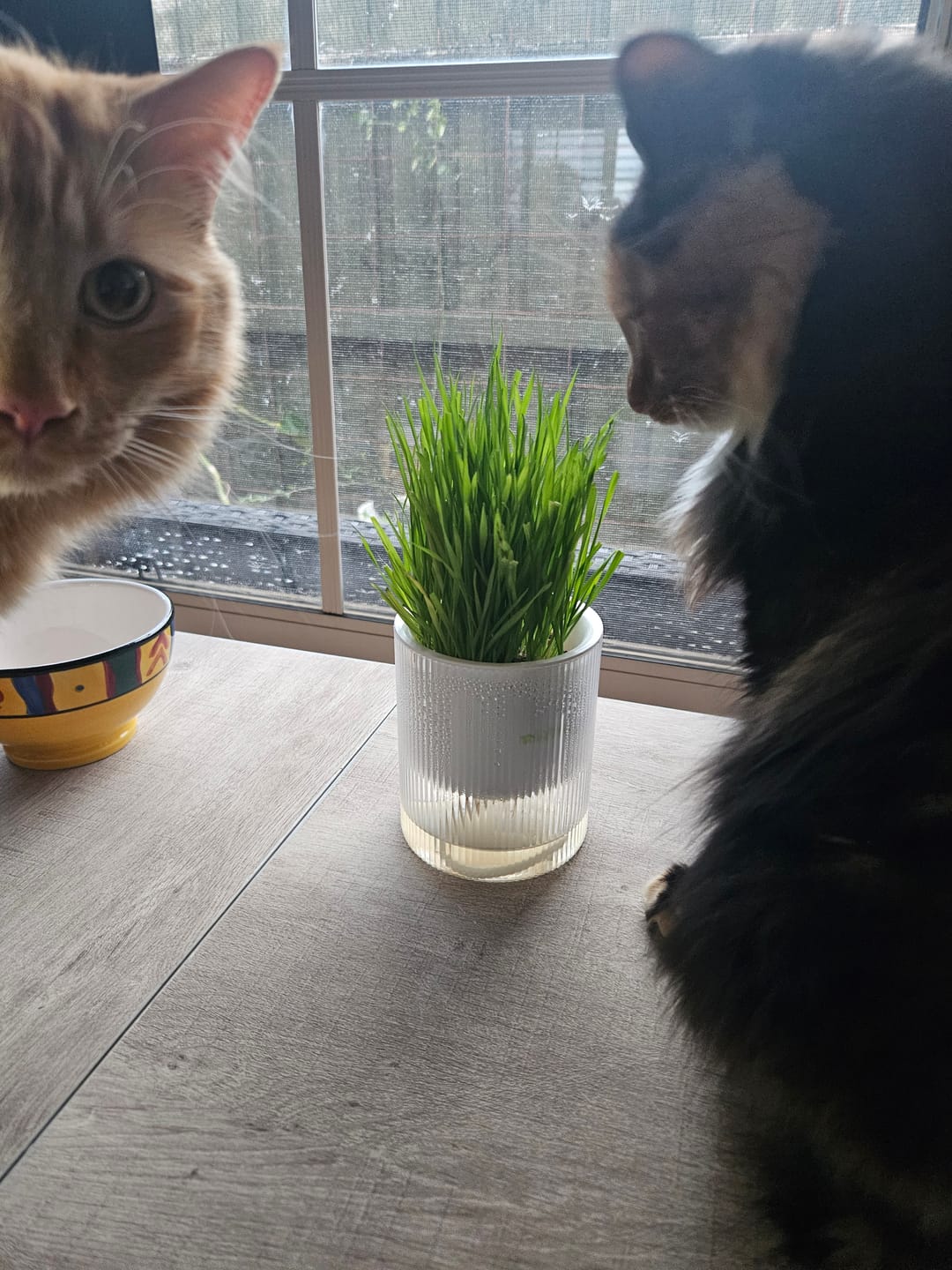 Customer photo review of MICHU All-in-One Soil-Free Cat Grass Grow Kit with Australian Seed and Mulch, Made in Australia