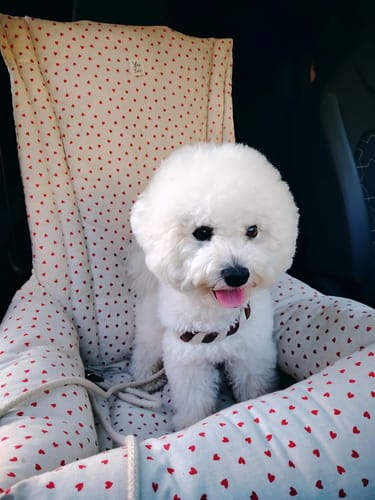 Customer photo review of Seggiolino Auto Little Love Heart