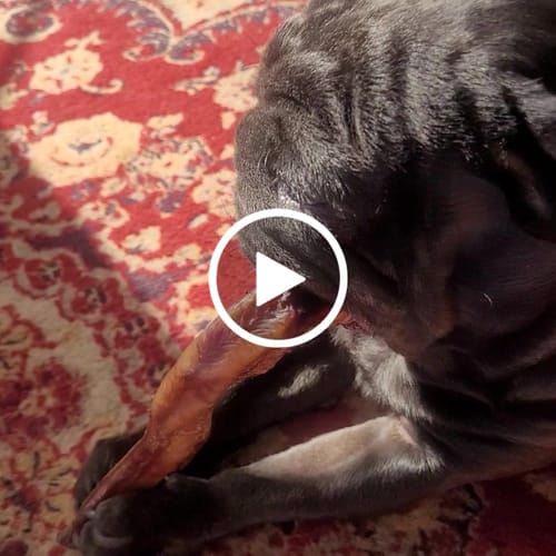 Customer video review of Beef Pizzle (THICK & Long)