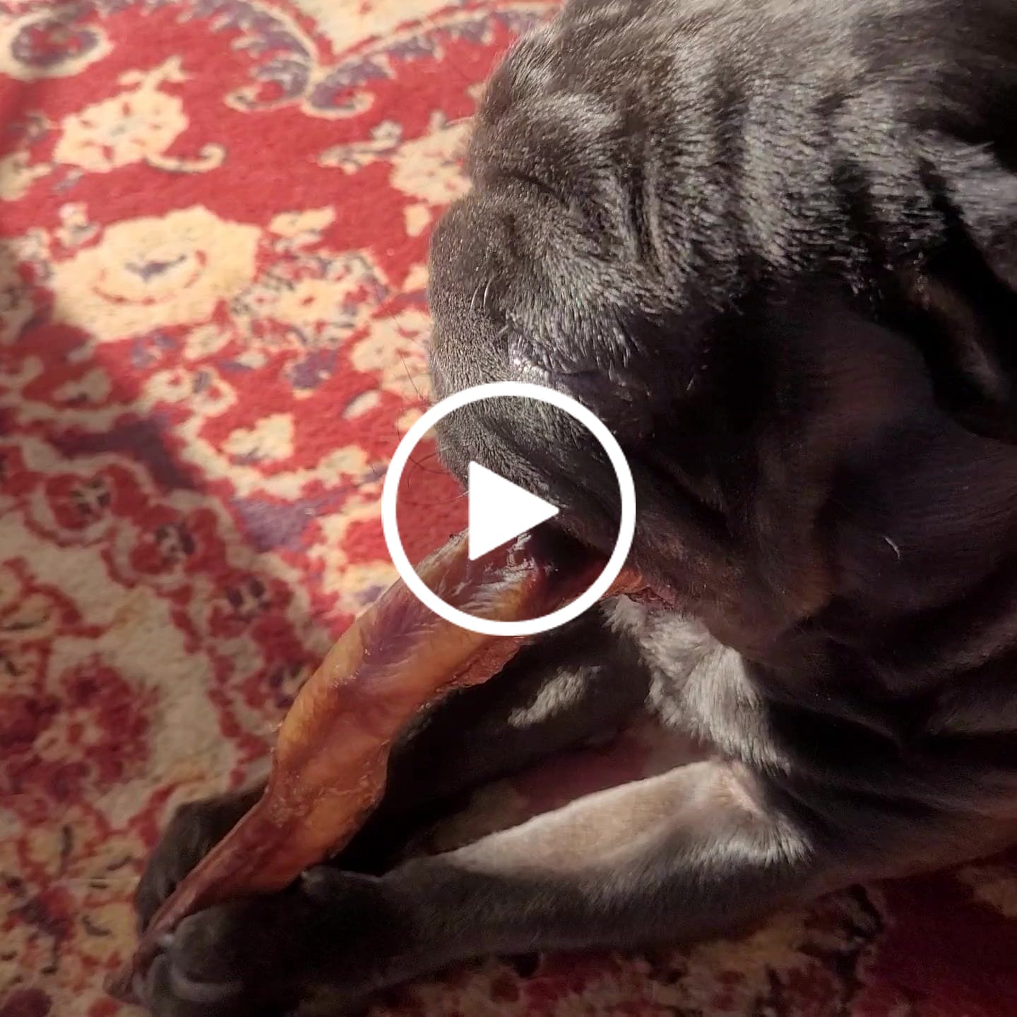 Customer video review of Beef Pizzle (THICK & Long)