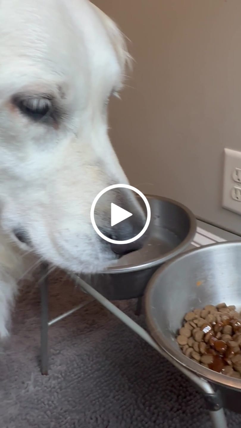 Customer video review of Golden Gravy