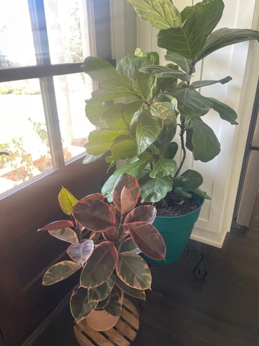 undefined review of Plant Food image 1 out of 1