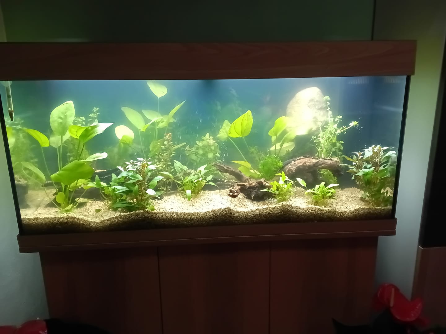 Customer photo review of Aquarium Rio 180 LED Chêne Équipé JUWEL - 180L