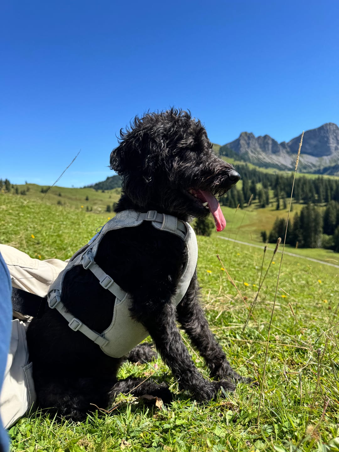 Customer photo review of Rind gemischt 500g ab pro Wurst nur 5.95.-