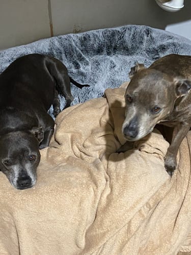 Steven J. review of Large Rebound Foam Mattress Dog Bed - Interior/Outdoor image 1 out of 1