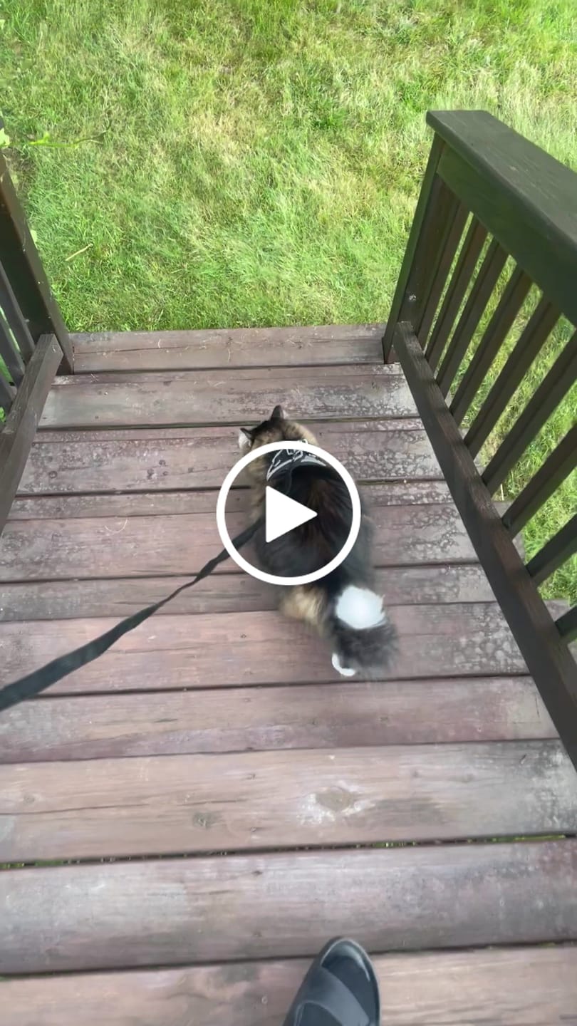 Customer video review of Explorer Harness | Less boredom. More discovery. A better life for your indoor cat.