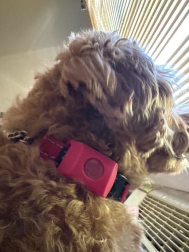 Customer photo review of FurLife™ 12 Months Flea and Tick Free