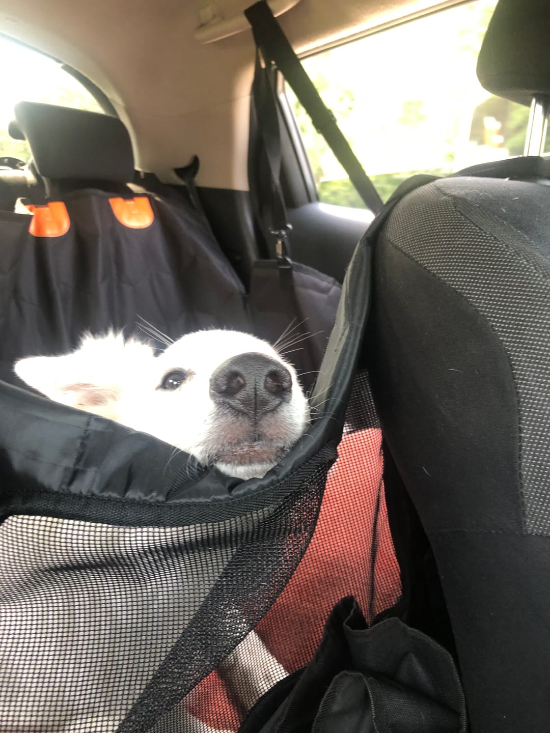 Customer photo review of Extension de siège arrière pour chien - Aventure Canine™