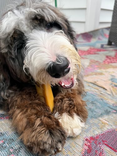 Customer photo review of Coconut Yak Chews