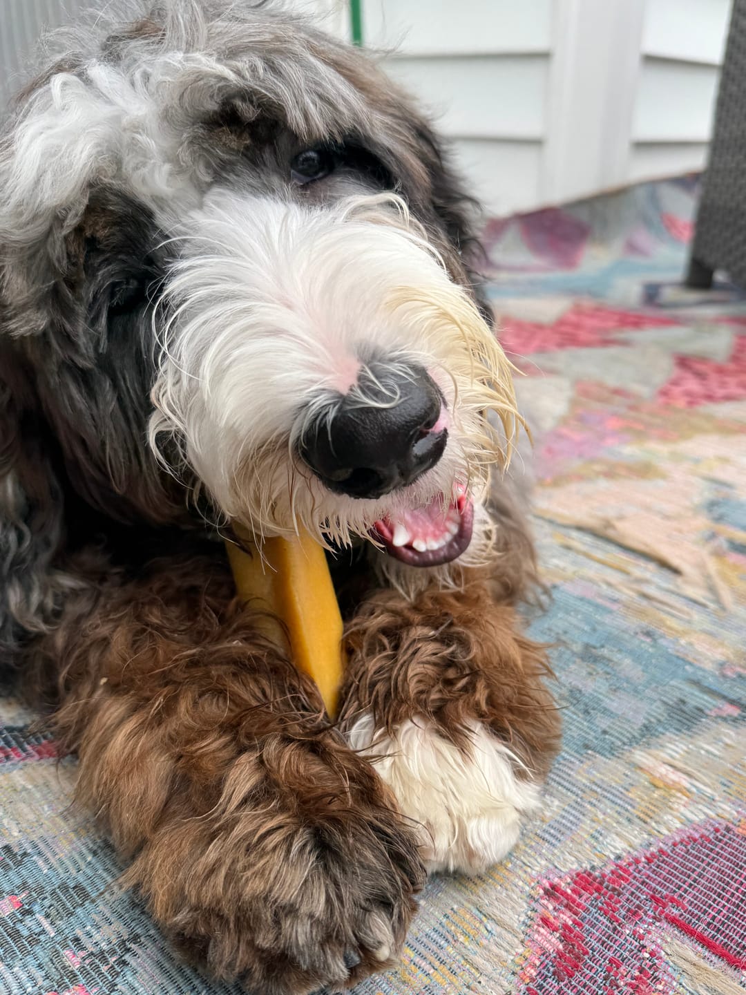 Customer photo review of Coconut Yak Chews
