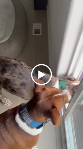 Customer video review of Green Bully Proof Collar