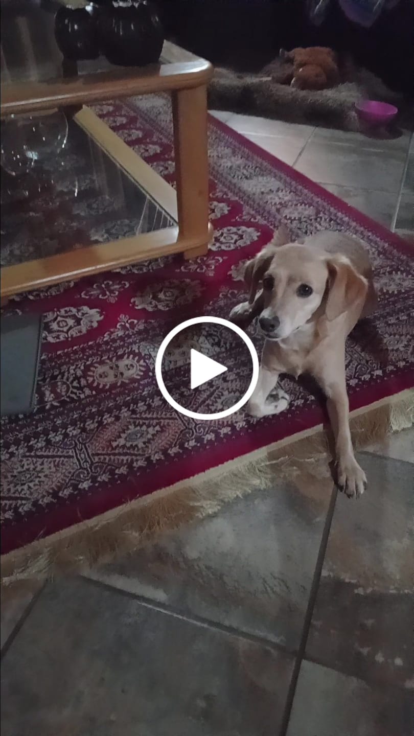 Customer video review of Game Biltong Sticks - Premium Pet Treat
