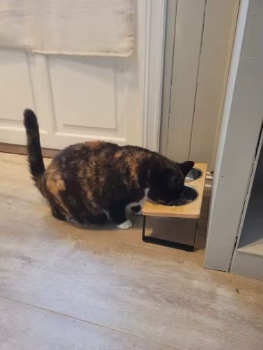 Customer photo review of CatEat - Futternapf für treue Begleiter für gesunde Wirbelsäule und entspanntes Fressen
