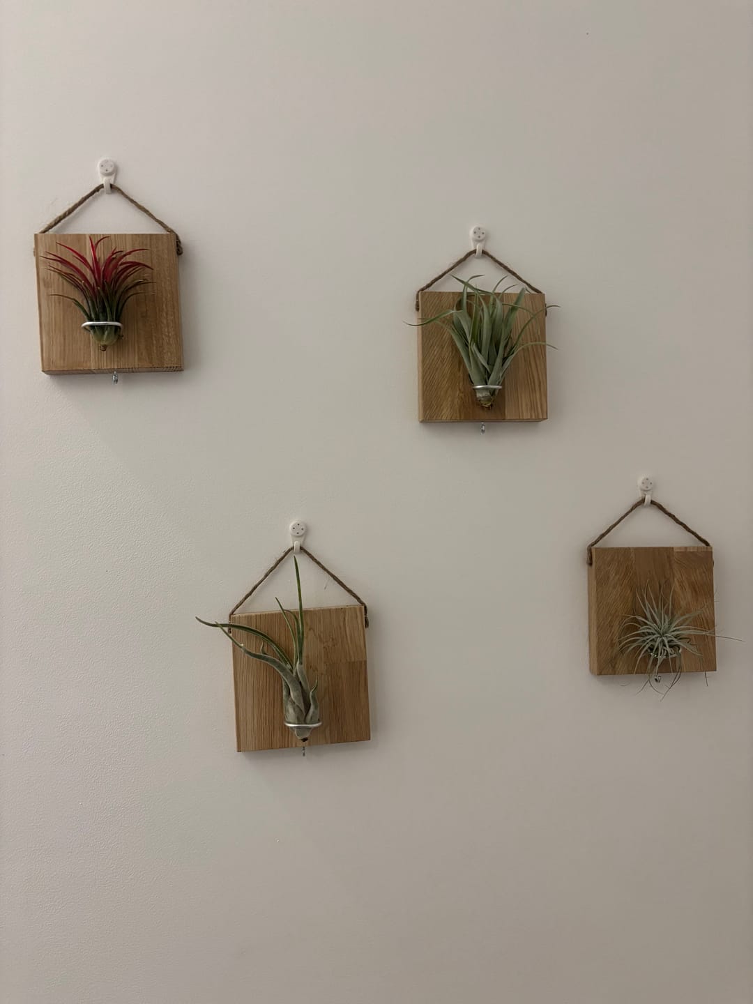 Customer photo review of Tillandsien Kachel - hängend