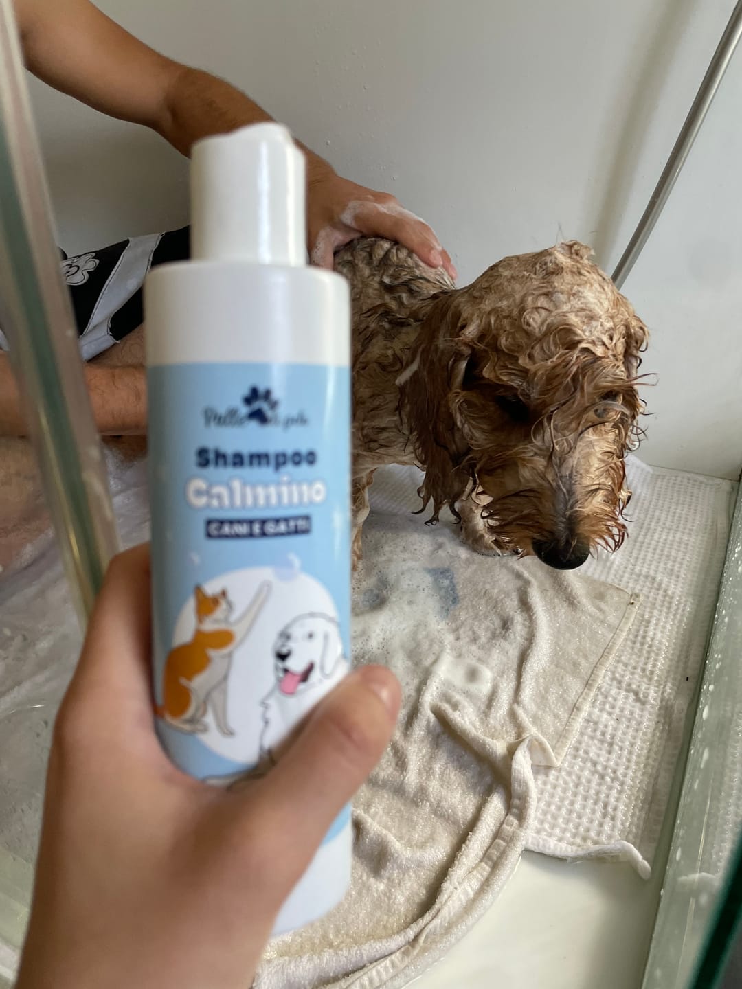 Customer photo review of CALMINO, Shampoo lenitivo e delicato per cani e gatti
