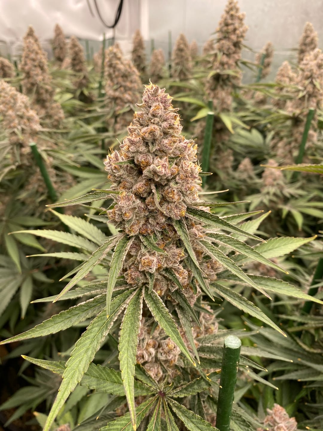 Customer photo review of GRO FLOWER™