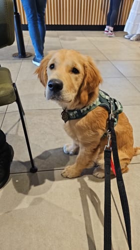 Customer photo review of Tough Trails™ Harness - Walkies Ready® Forest Green