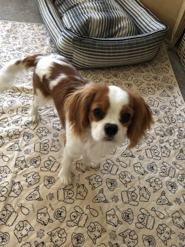 Customer photo review of Potty Buddy™ - The Durable Leak-Free Potty Pad