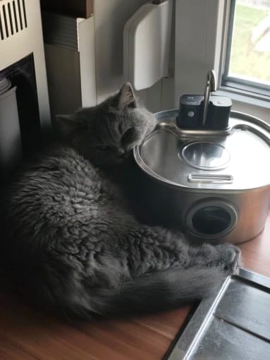 Customer photo review of Fontaine à eau Anti-Bactérienne - Chien & Chat