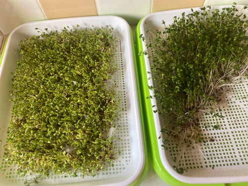 Customer photo review of 8oz Broccoli Seeds for Sprouting