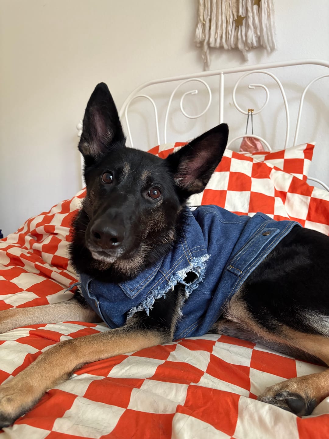 Customer photo review of Denim Dog Vest Raw Blue - Unpatched