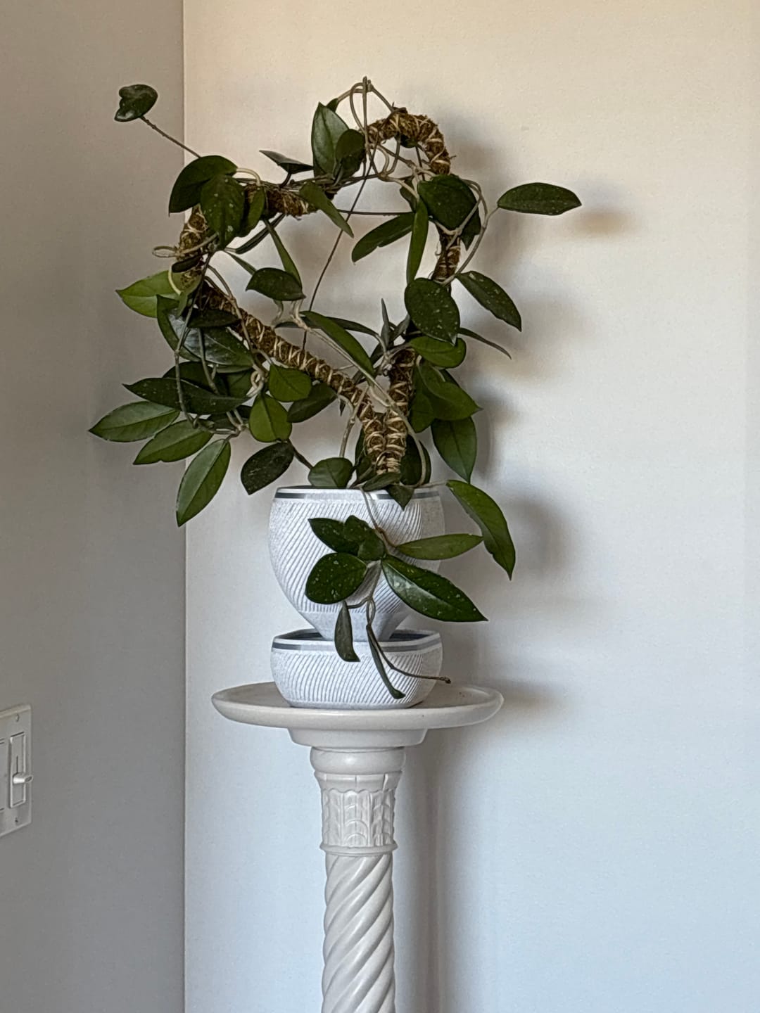 Customer photo review of The Original Bendable Moss Pole™ - Best Seller (Pins Included)