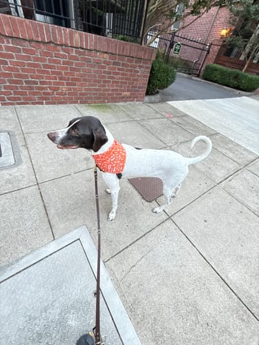 Customer photo review of Biothane Traffic Handle Dog Leash