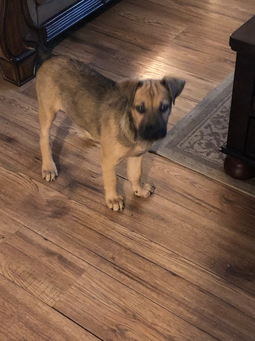 Customer photo review of 6 Inch Monster Braided Bully Stick