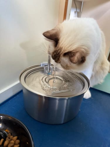 Customer photo review of Fontaine à eau Anti-Bactérienne - Chien & Chat