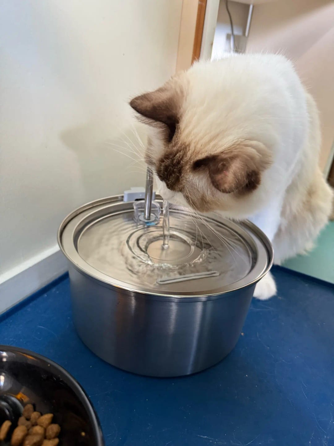 Customer photo review of Fontaine à eau Anti-Bactérienne - Chien & Chat