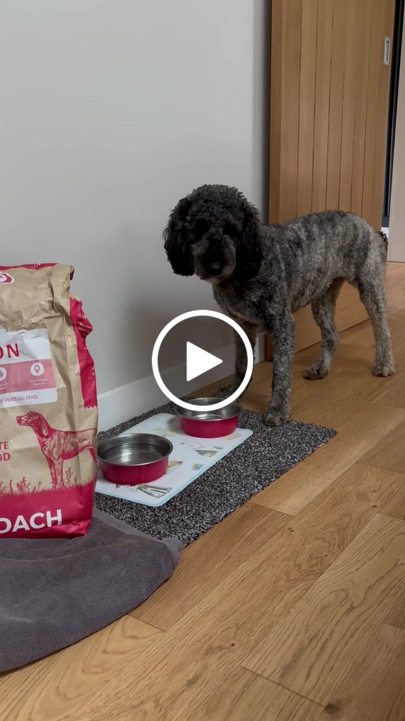 Customer video review of Scottish Salmon Dry Food