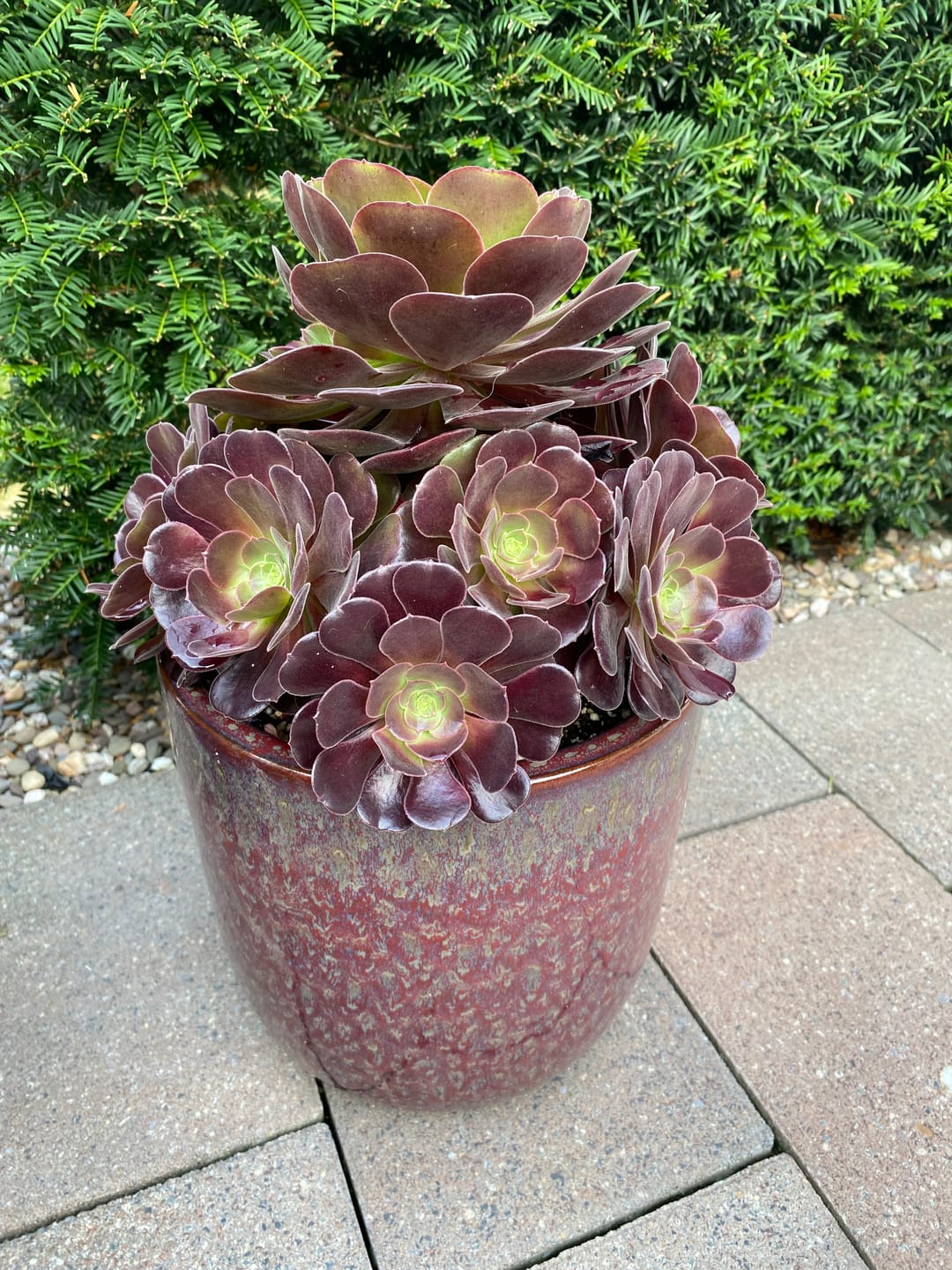 Customer photo review of Cacti & Succulent Mix