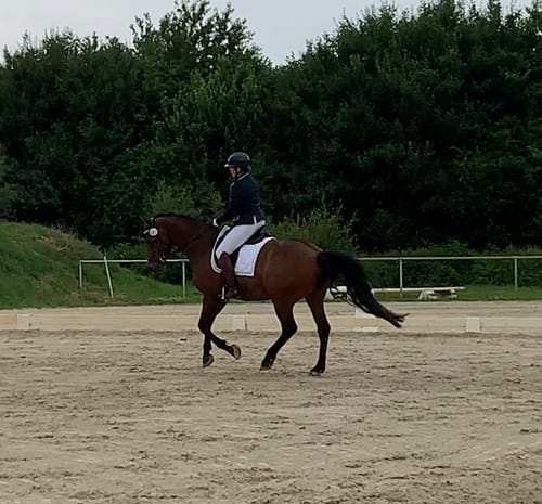 Customer photo review of Strotonin Horse Support