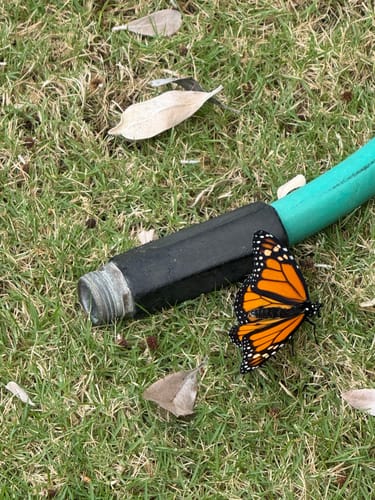 Customer photo review of Classic Live Monarch Butterfly Chrysalis Box (Hawaii Only)