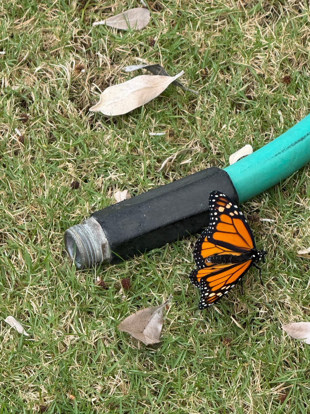 Customer photo review of Classic Live Monarch Butterfly Chrysalis Box (Hawaii Only)