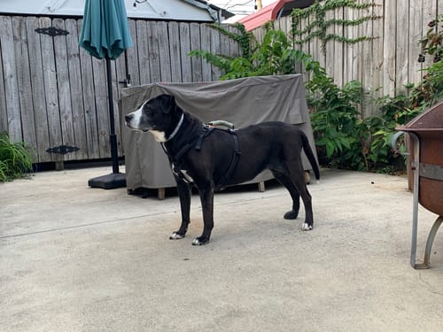 Customer photo review of WagWellie® Mojave Single