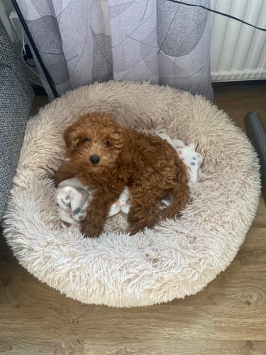 Customer photo review of CalmBed - Motverkar stress & hjälper mot ångest