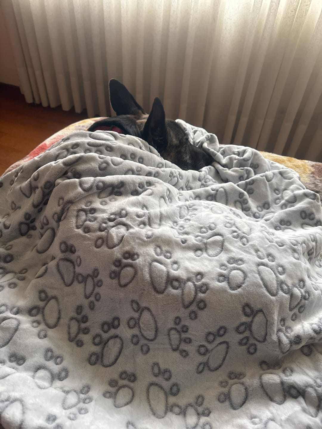 Customer photo review of Manta Suave THE DOGS