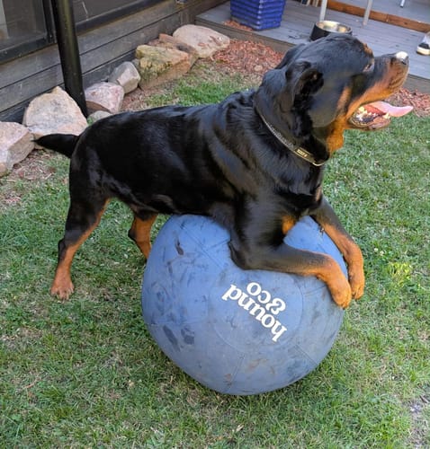 Customer photo review of Herding Ball