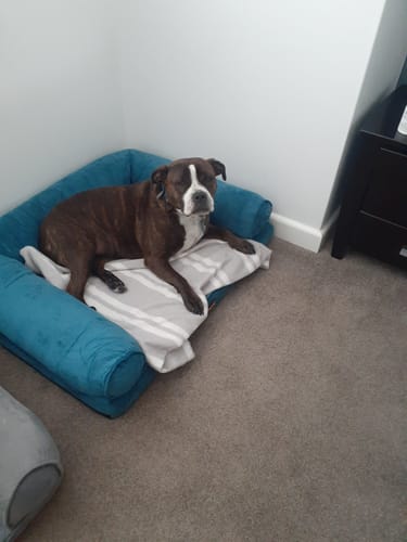 Customer photo review of Pet Sofa Bed