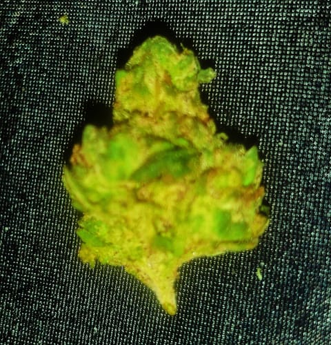 Customer photo review of Shipping Protection by Route