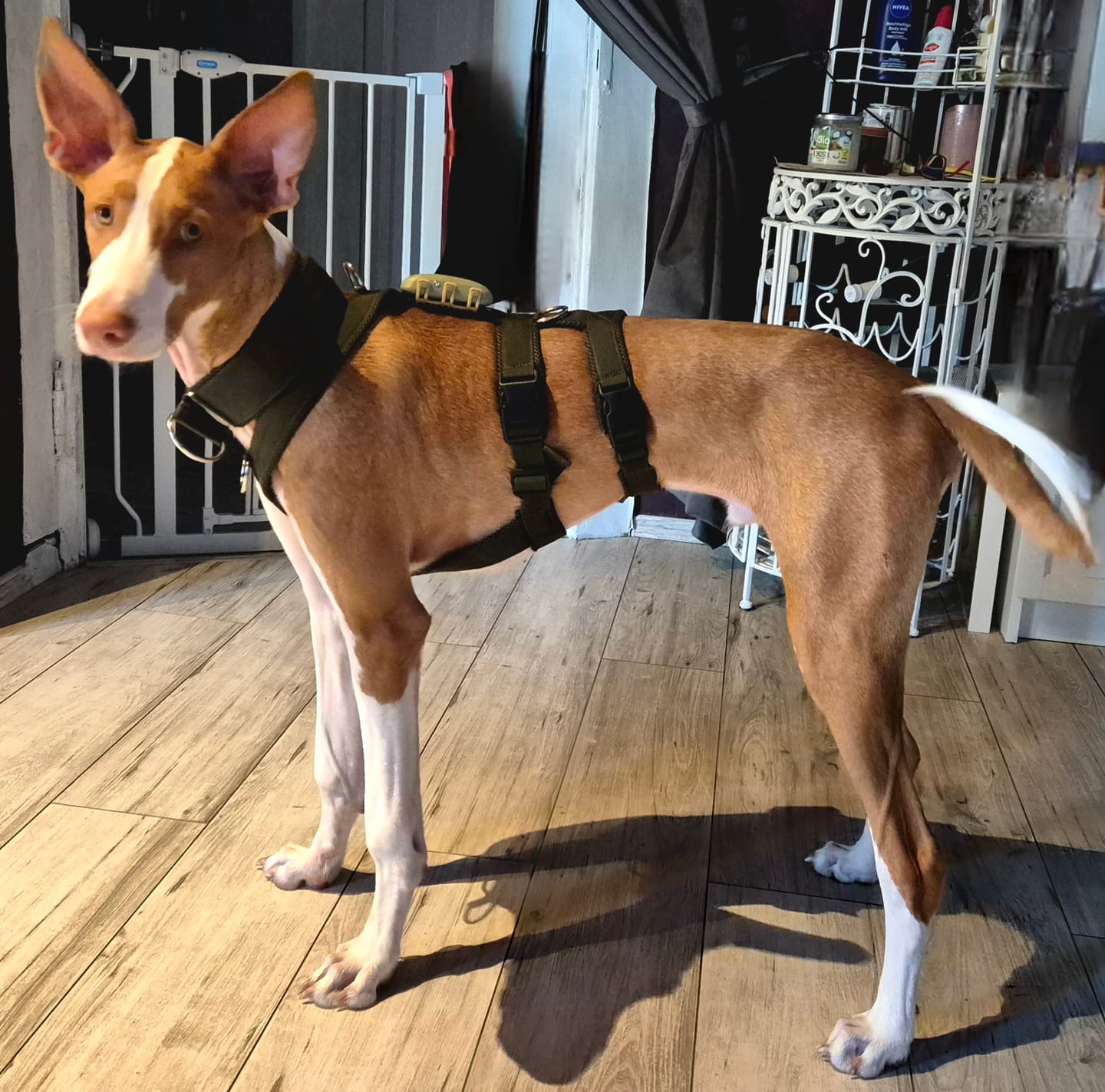 Customer photo review of Sicherheitsgeschirr FUN "Mountain Green"